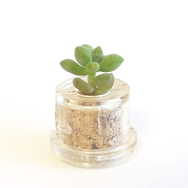 Neo Angel - babyplante mini cactus petite plante grasse succulente de poche en porte clé