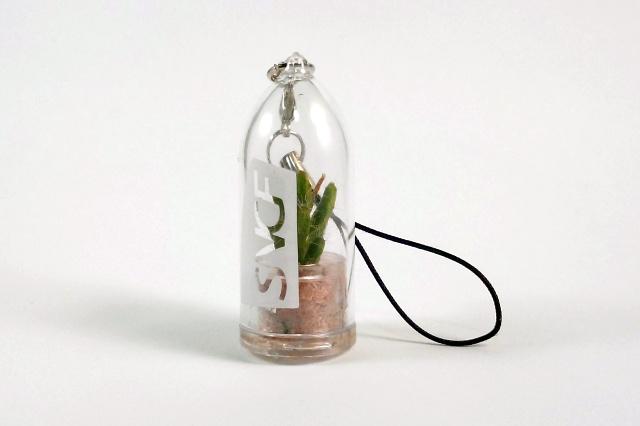 Personnalisation objet publicitaire écologique, babyplante mini cactus petite plante grasse succulente personnalisée par tampographie