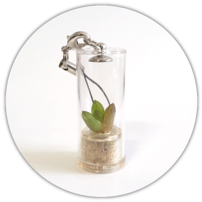 babyplante cactus mini plante grasse dans une petite capsule cylindre