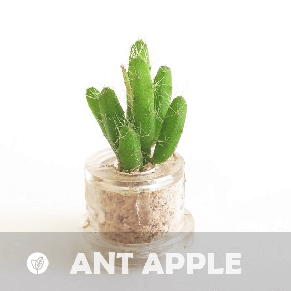 Ant Apple - babyplante mini cactus petite plante grasse succulente de poche en porte clé