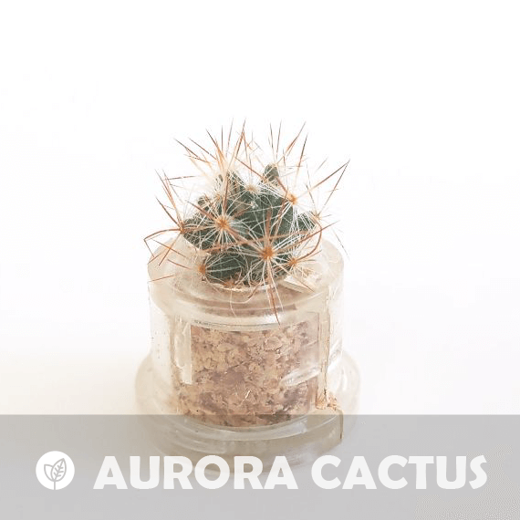 Aurora Cactus - babyplante mini cactus petite plante grasse succulente de poche en porte clé