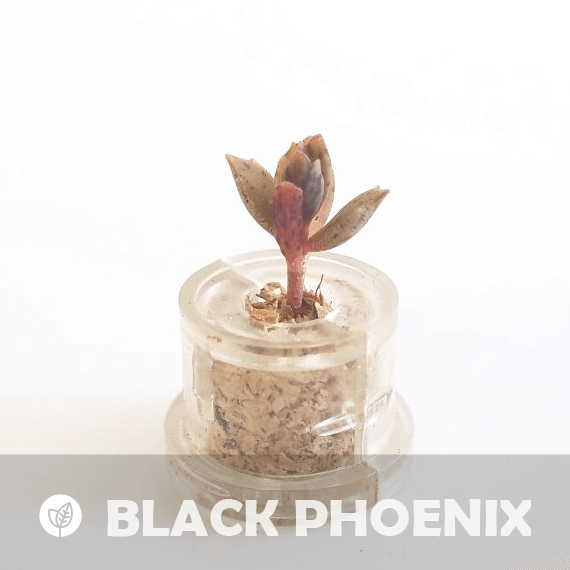 Black Phoenix - babyplante mini cactus petite plante grasse succulente de poche en porte clé