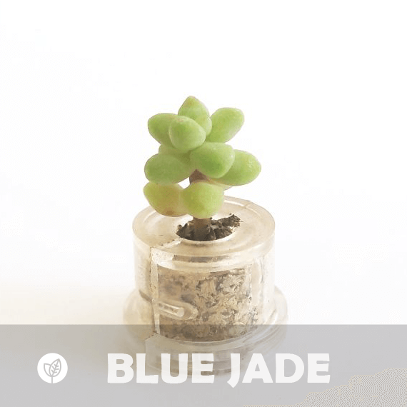 Blue Jade - babyplante mini cactus petite plante grasse succulente de poche en porte clé