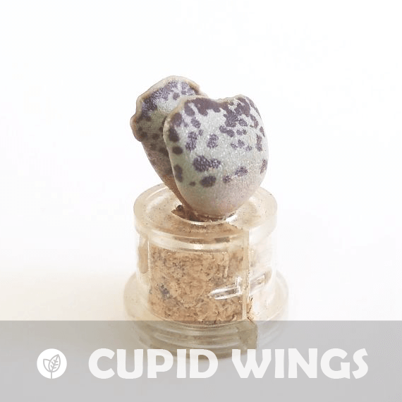 Cupid Wings - babyplante mini cactus petite plante grasse succulente de poche en porte clé