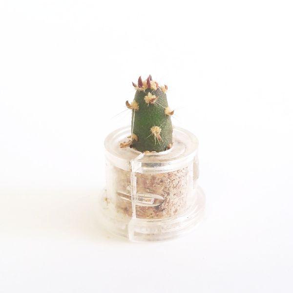 Eve's Needle - babyplante mini cactus petite plante grasse succulente de poche en porte clé