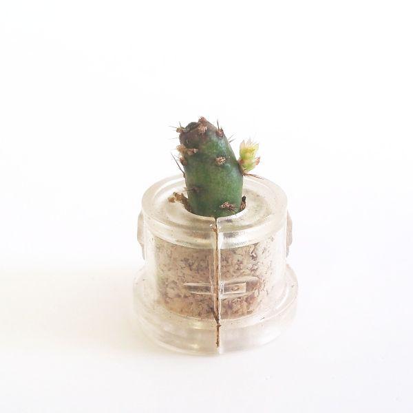 Golden Marble - babyplante mini cactus petite plante grasse succulente de poche en porte clé