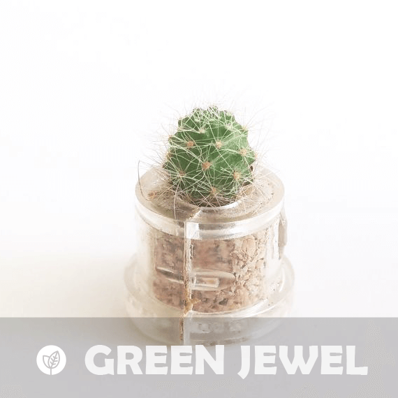 Green Jewel - babyplante mini cactus petite plante grasse succulente de poche en porte clé