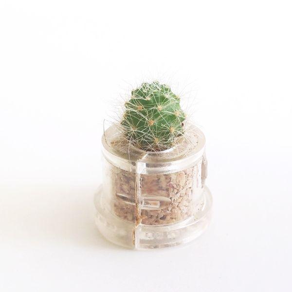 Green Jewel - babyplante mini cactus petite plante grasse succulente de poche en porte clé