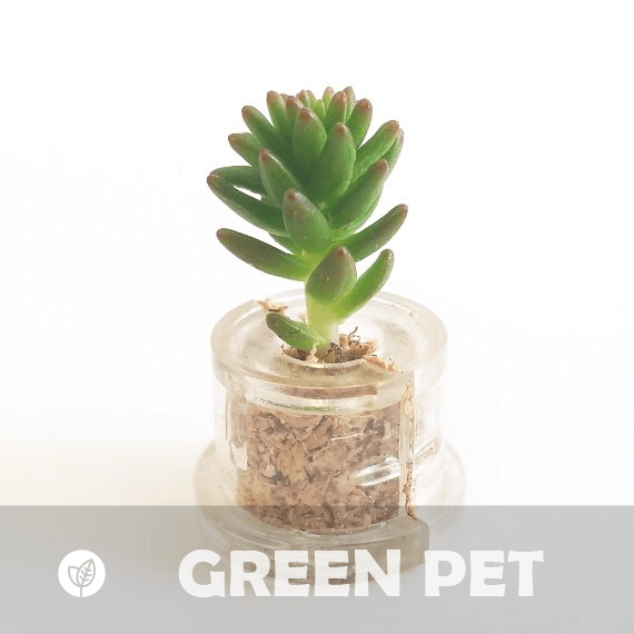 Green Pet - babyplante mini cactus petite plante grasse succulente de poche en porte clé