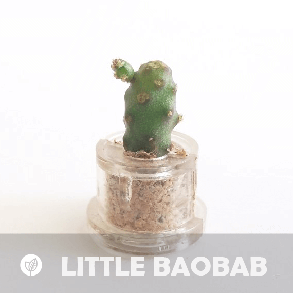Little Baobab - babyplante mini cactus petite plante grasse succulente de poche en porte clé