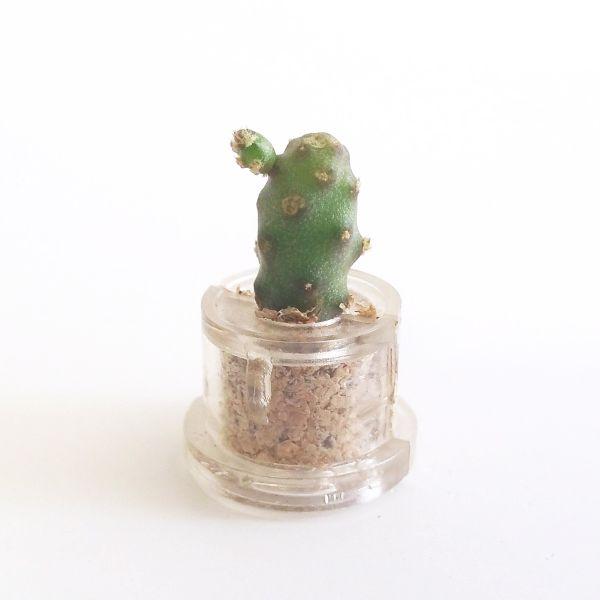 Little Baobab - babyplante mini cactus petite plante grasse succulente de poche en porte clé