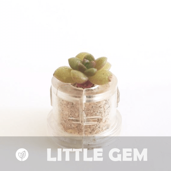 Little Gem - babyplante mini cactus petite plante grasse succulente de poche en porte clé