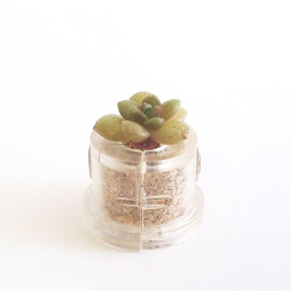 Little Gem - babyplante mini cactus petite plante grasse succulente de poche en porte clé