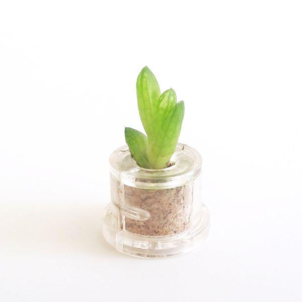 Minibocho - babyplante mini cactus petite plante grasse succulente de poche en porte clé
