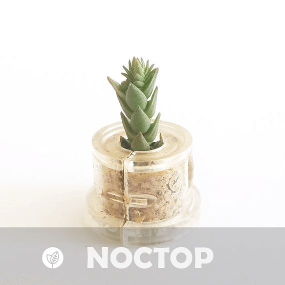 Noctop - babyplante mini cactus petite plante grasse succulente de poche en porte clé