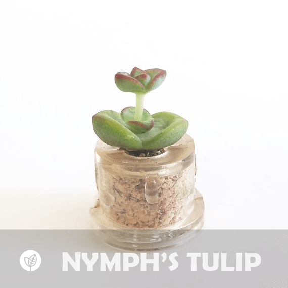 Nymph's Tulip - babyplante mini cactus petite plante grasse succulente de poche en porte clé