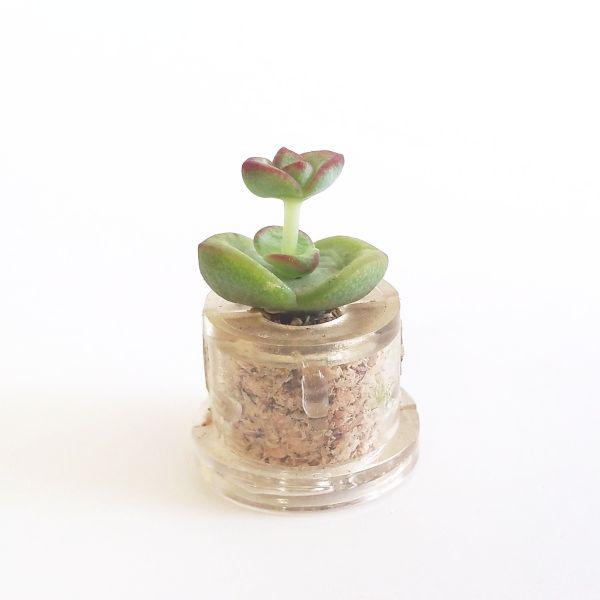 Nymph's Tulip - babyplante mini cactus petite plante grasse succulente de poche en porte clé
