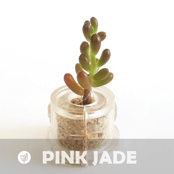 Pink Jade - babyplante mini cactus petite plante grasse succulente de poche en porte clé
