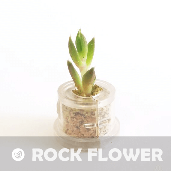Rock Flower - babyplante mini cactus petite plante grasse succulente de poche en porte clé