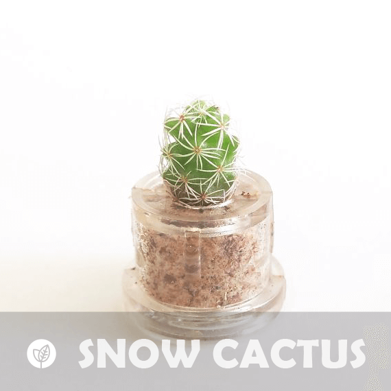 Snow Cactus - babyplante mini cactus petite plante grasse succulente de poche en porte clé