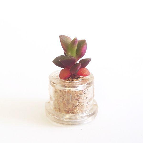 Stone Rose - babyplante mini cactus petite plante grasse succulente de poche en porte clé