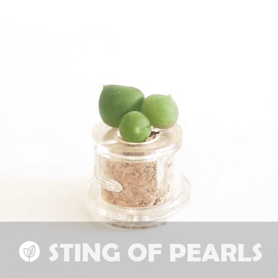 String Of Pearls - babyplante mini cactus petite plante grasse succulente de poche en porte clé