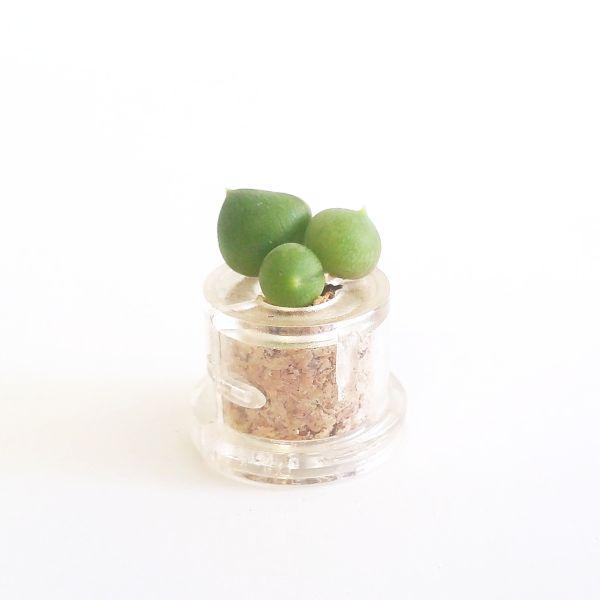 String Of Pearls - babyplante mini cactus petite plante grasse succulente de poche en porte clé