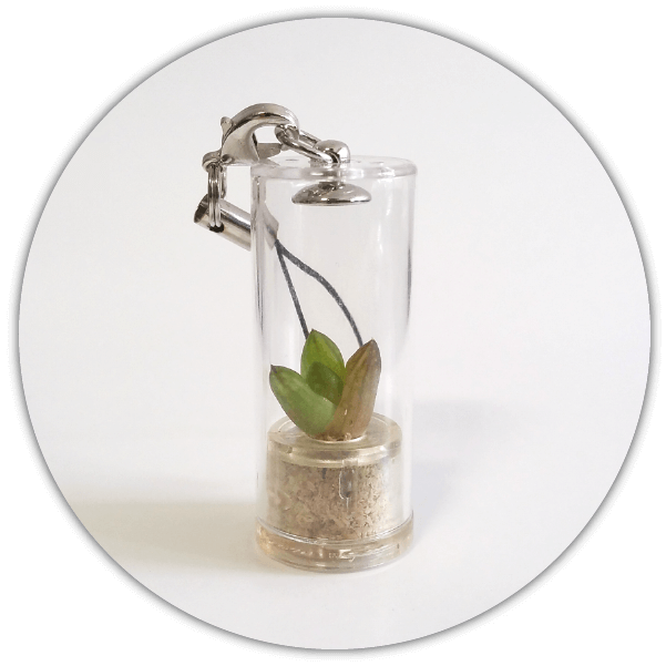La babyplante est un porte clé original dans lequel pousse une véritable petite plante grasse mini cactus ou succulente