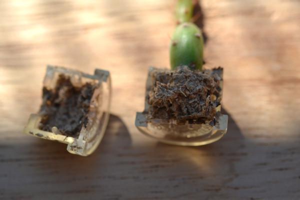Transplanter, rempoter, replanter une babyplante mini plante cactus de poche dans un pot