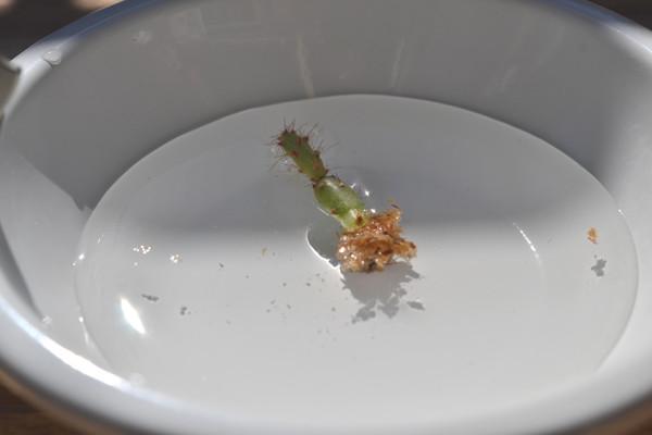 Transplanter, rempoter, replanter une babyplante mini plante cactus de poche dans un pot