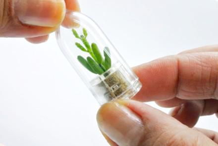 Une véritable mini plante cactus dans une capsule en forme de porte clé : la babyplante