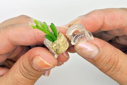 Ouvrir la capsule de la babyplante, véritable mini cactus petite plante grasse