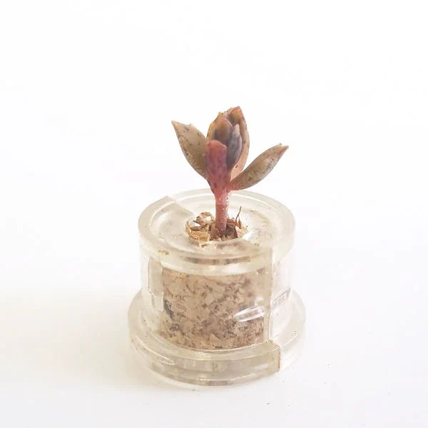 Black Phoenix - babyplante mini cactus petite plante grasse succulente de poche en porte clé