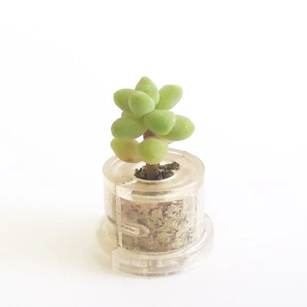 Blue Jade - babyplante mini cactus petite plante grasse succulente de poche en porte clé