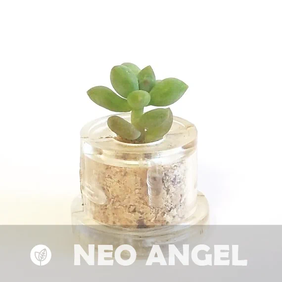 Neo Angel - babyplante mini cactus petite plante grasse succulente de poche en porte clé